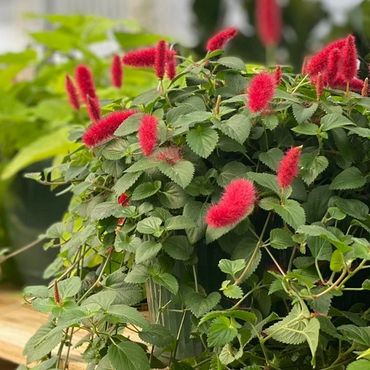 Chenille Plant