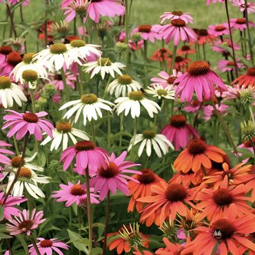 Coneflower (Echinachea)