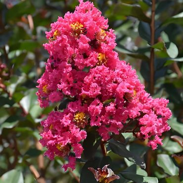 Crepe Myrtle