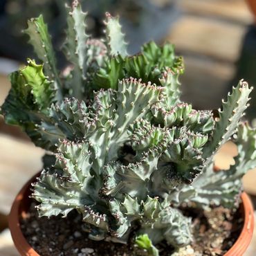 Crested Euphorbia cactus