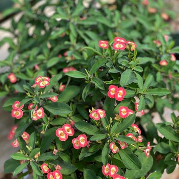 Crown of Thorns