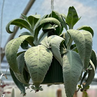 Donkey's Ear Kalanchoe