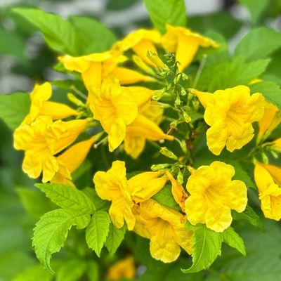 Yellow Bells Esperanza