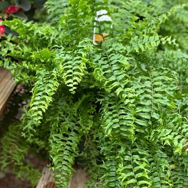 Fishtail Fern