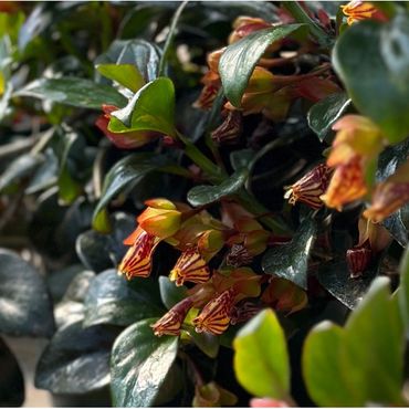 Goldfish Plant