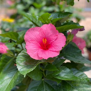 Pink Tropical Hibiscus