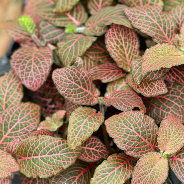 Fittonia