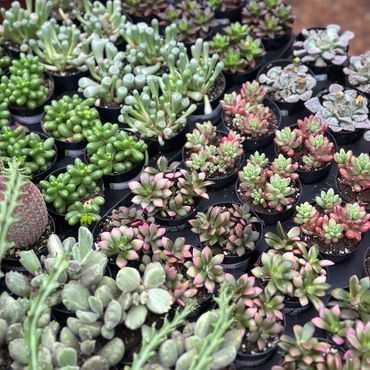 Assorted colorful succulents