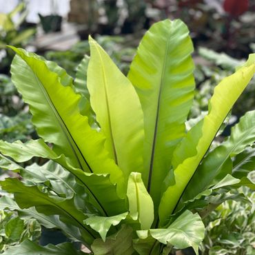 Bird's Nest Fern