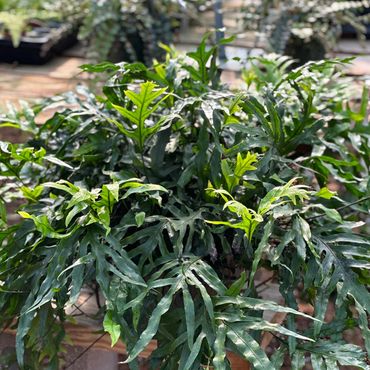 Kangaroo Paw Fern