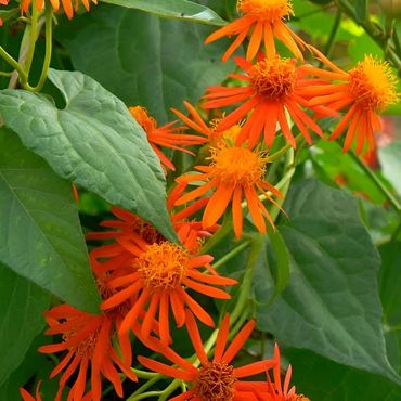 Mexican Flame Vine
