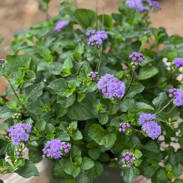 Monarch Madness Ageratum