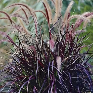 Purple Fountain Grass
