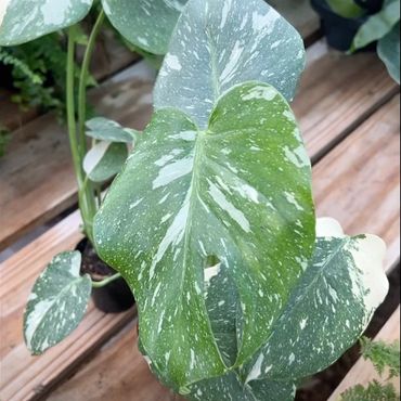 Thai Constellation Monstera