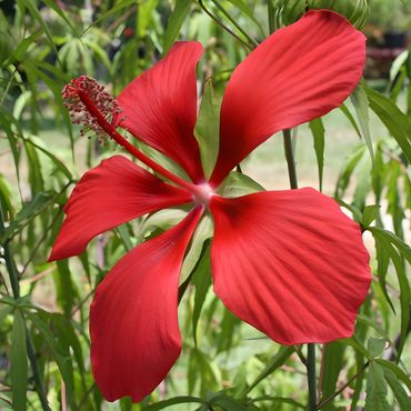 Red Texas Star Hibiscus