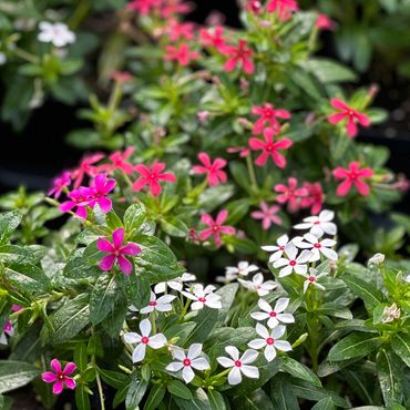 Soiree (Mini) Vinca