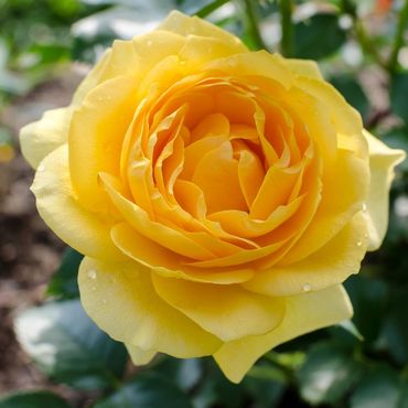 Yellow Julia Child Rose