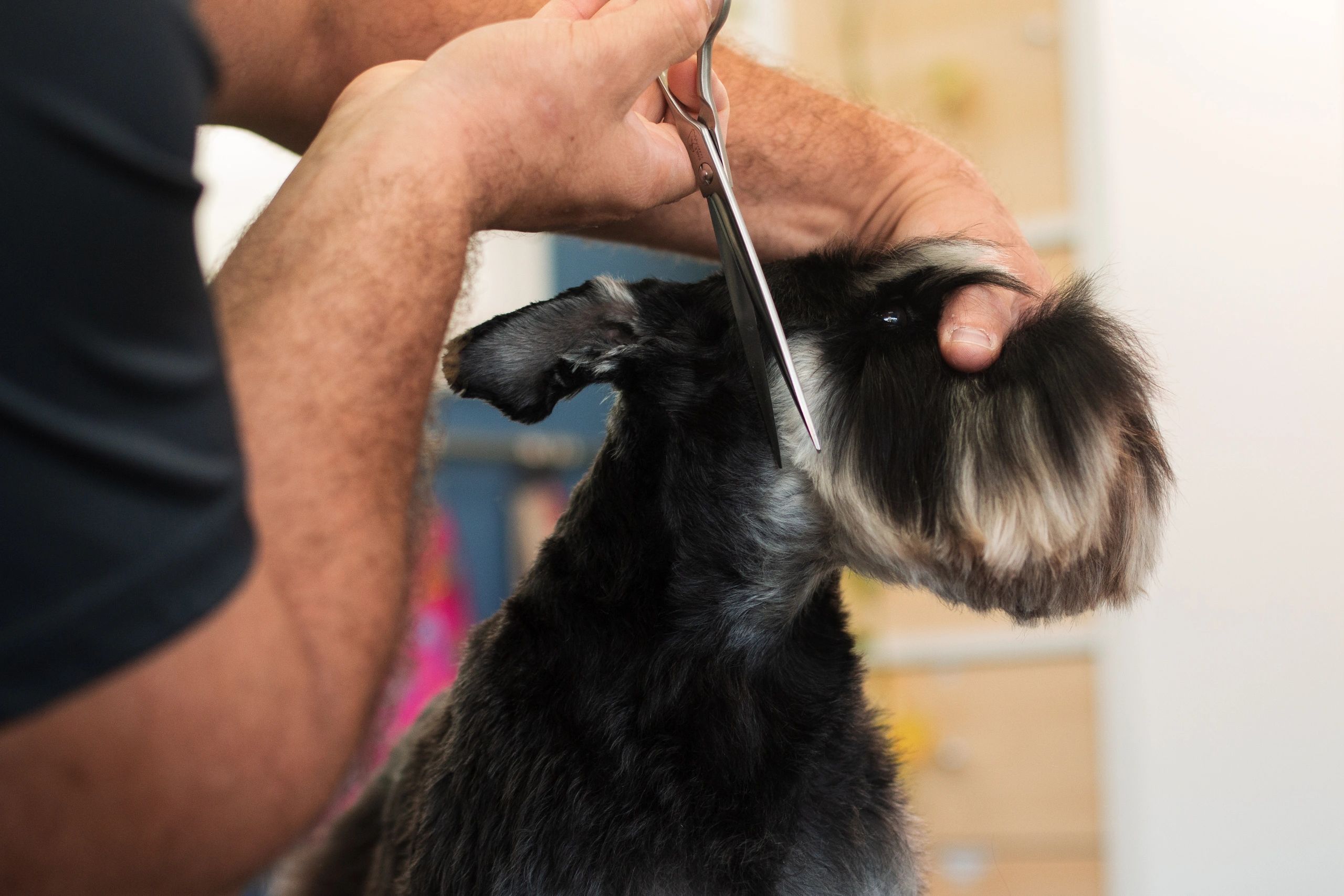 Dog Grooming School  Pet Grooming Training