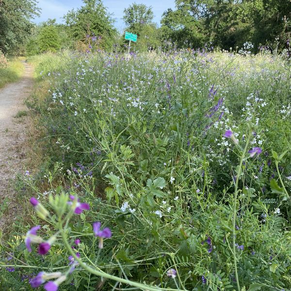 Wildflowers bloom along a sunny trail surrounded by lush greenery.