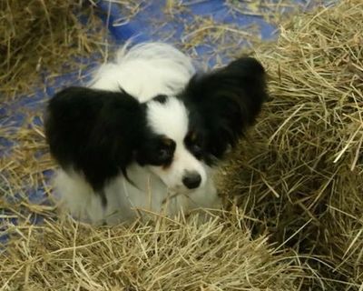 Cricket - Papillon  - Barn Hunt