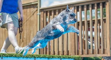 Dock Diving Dog Macon Kennel Club