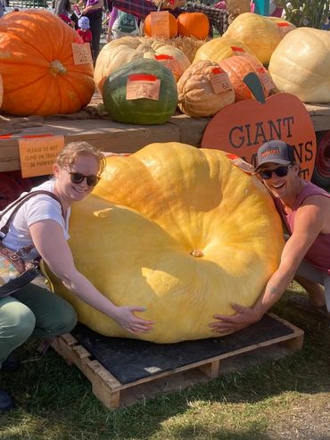 Giant winning pumpkin at the 2023 Saanich Fair, British Columbia.