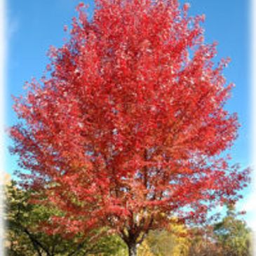 Autumn Radiance
Acer rubrum 'Autumn Radiance'
Height:  50 feet
Spread:  40 feet
Sunlight:  full sun 