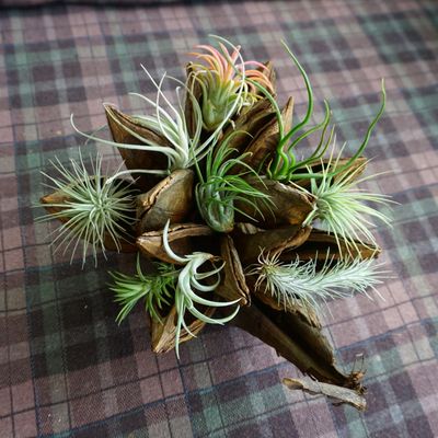 Air plants Tillandsia resting on large seed pod display