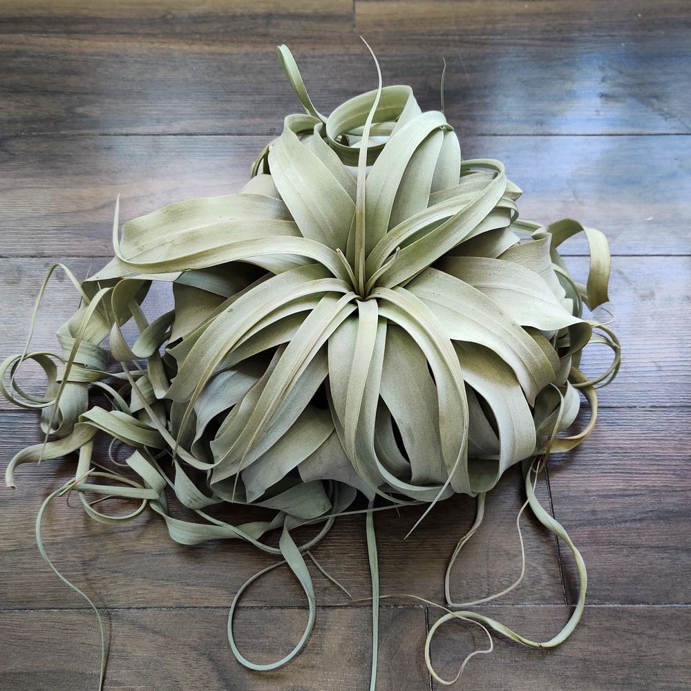 Air plant Tillandsia xerographica with curly long leaves and wooden floor as backdrop