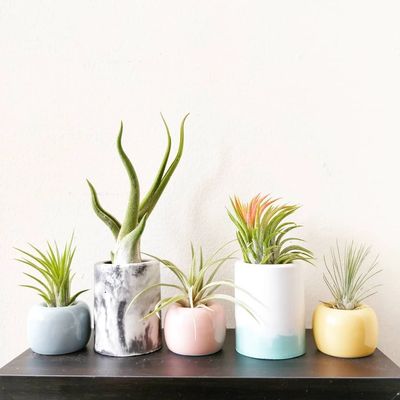 Air plant Tillandsia in ceramic and marbled concrete planters