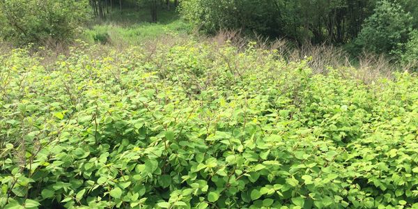 A huge Japanese Knotweed infestation in Ipswich, Suffolk new growth and old winter canes are visible. These have been initially treated with stem injection and the site is under a Savage Gardens Management plan