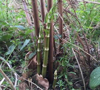 Japanese Knotweed spring growth in Chelmsford, Essex next to old winter canes off the existing crown
