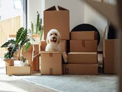 A dog sitting inside a cardboard box surrounded by packed boxes.