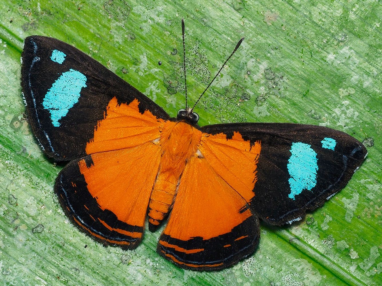 A black, orange and blue butterfly on a leaf, Argyrogrammana nurtia, photo by D. Ahrenholz, Ecuador