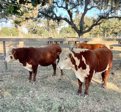 Hereford bulls for sale near me
Hereford bulls for sale in Texas
Redbird Ranch Cattle
Texas Hereford