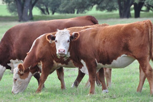 Texas Herefords for Sale
Redbird Ranch Cattle
Herefords
Polled Herefords
Horned Herefords
F1 Cattle