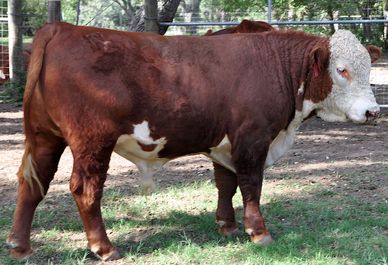 HEREFORD BULLS FOR SALE