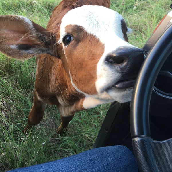 Texas Herefords for Sale
Redbird Ranch Cattle
Herefords
Polled Herefords
Horned Herefords
F1 Cattle