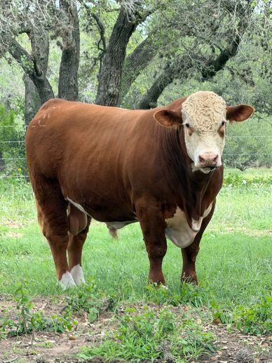 Hereford bulls for sale near me
Hereford bulls for sale in Texas
Redbird Ranch Cattle
Herefords