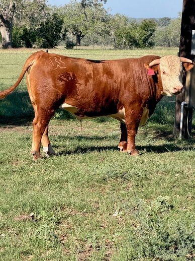Hereford bulls for sale near me
Hereford bulls for sale in Texas
Redbird Ranch Cattle
Herefords