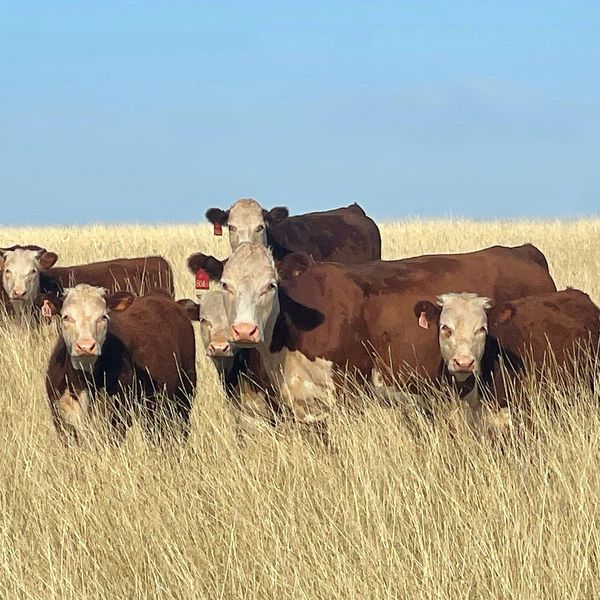 Texas Herefords for Sale
Redbird Ranch Cattle
Herefords
Polled Herefords
Horned Herefords
F1 Cattle