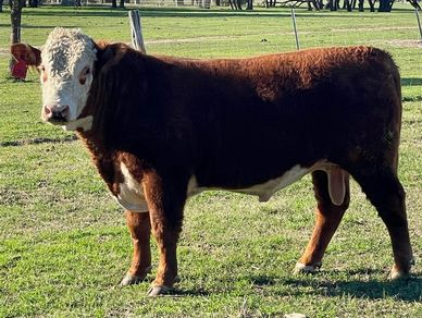 Hereford Bulls FOR SALE
Hereford Bulls FOR SALE in Texas
Polled Herefords FOR SALE