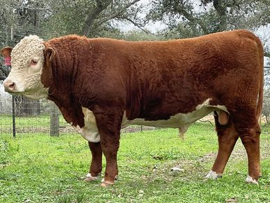 Hereford Bulls FOR SALE
Hereford Bulls FOR SALE in Texas
Horned Herefords FOR SALE
