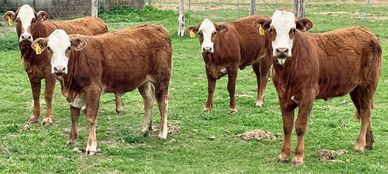 F1 Heifers FOR SALE NEAR ME
TIGERSTRIPES FOR SALE IN TEXAS
F1 Heifers FOR SALE IN TEXAS