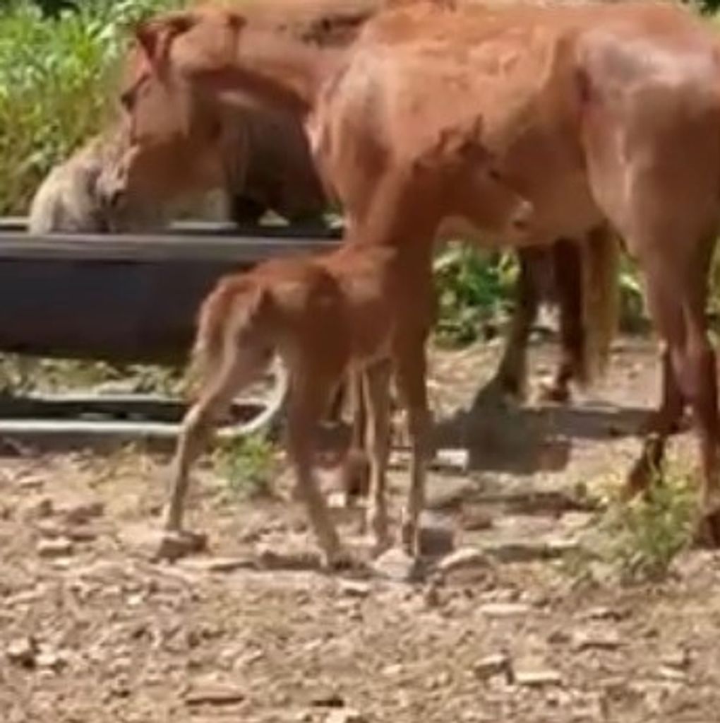 Foal standing beside a horse near a watering trough.