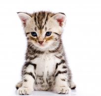 Baby kitty