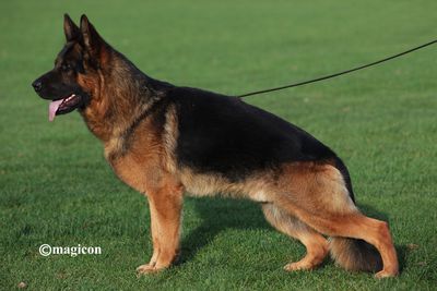 A German Shepherd dog standing on grass with its tongue out.