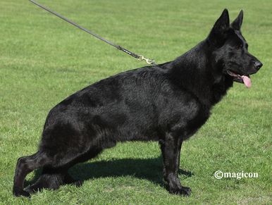 Henry Latmon german shepherd black show dog stud