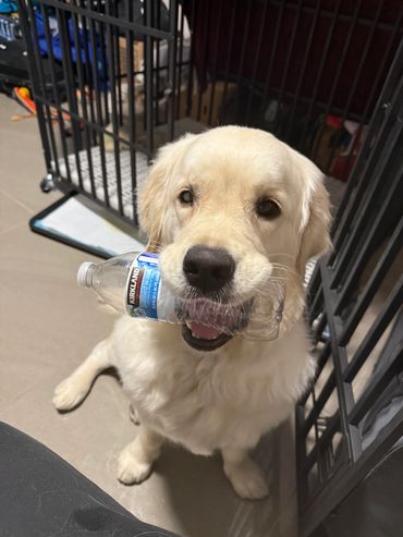 A dog carrying a water bottle in its mouth is ready for pet travel