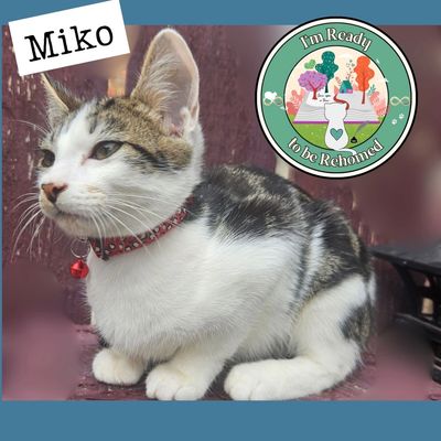 Miko, a white and tabby cat with a red collar, ready for rehoming.